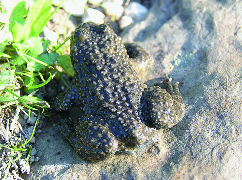 Bombina variegata