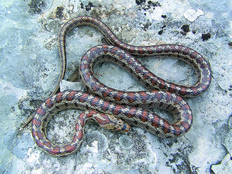 Zamenis situla