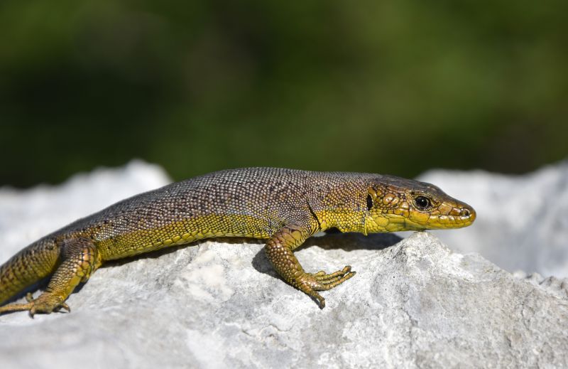 Dinarolacerta mosorensis