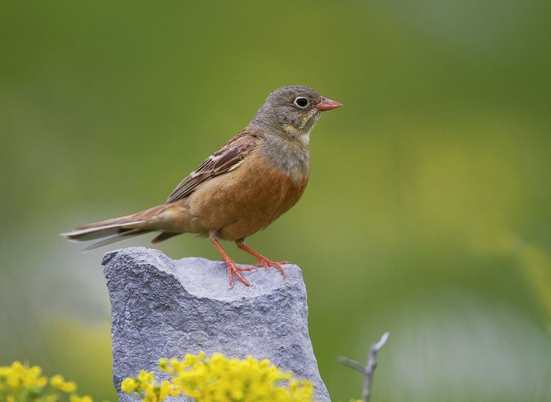 Emberiza hortulana