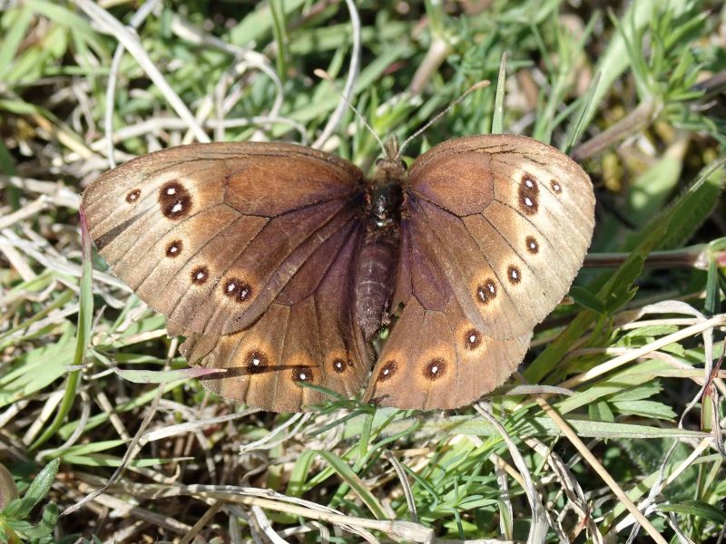 Proterebia afra dalmata