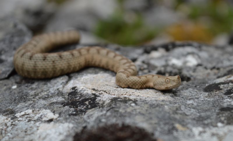 Vipera ammodytes