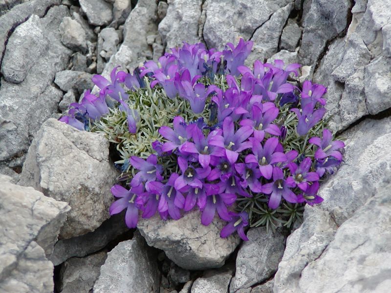 Edraianthus pumilio