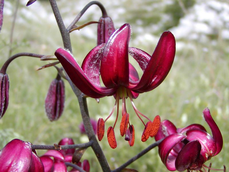 Lilium martagon ssp. cattaniae