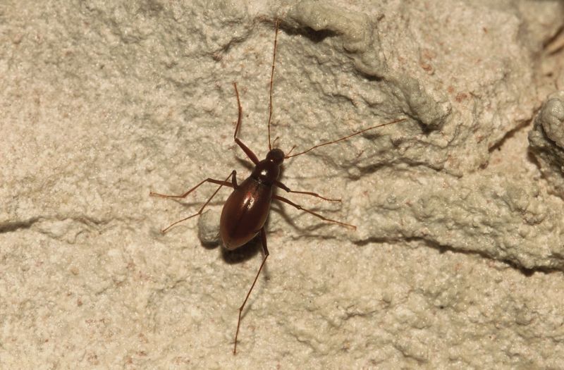 Speoplanes giganteus biocovensis