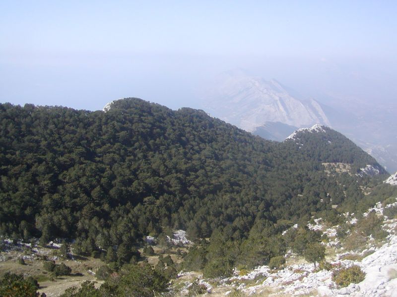 Bukovac - šuma autohtonog dalmatinskog crnog bora