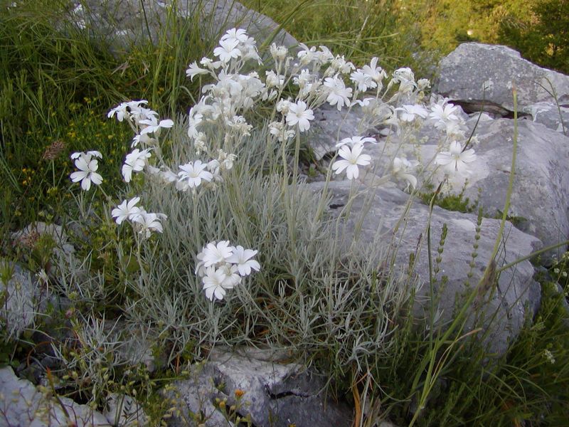 Cerastium grandiflorum