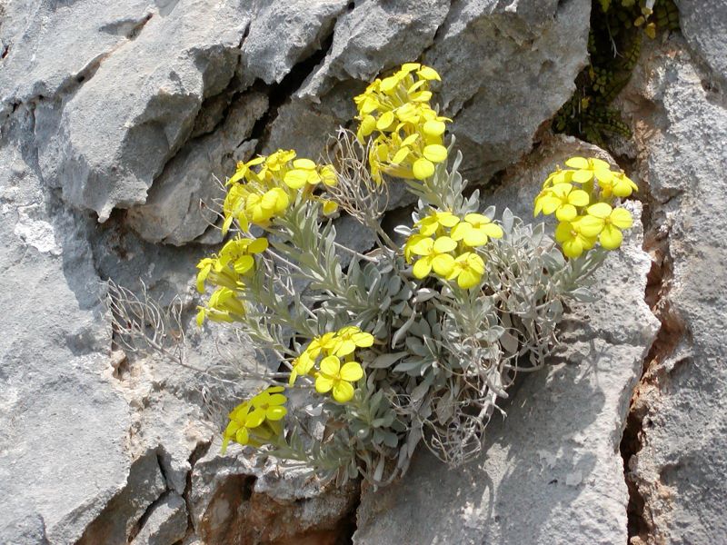 Resetnikia triquetra