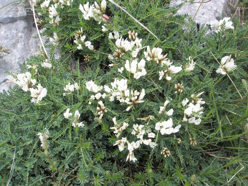 Astragalus croaticus