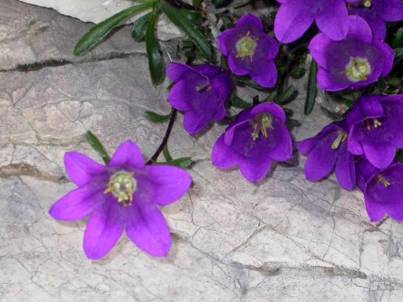 Edraianthus serpyllifolius
