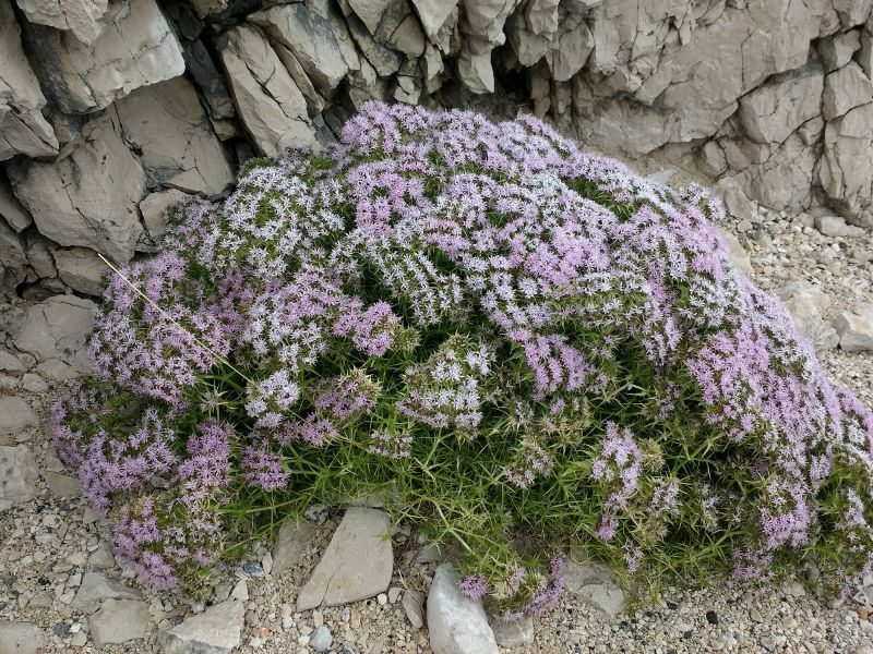 Drypis spinosa ssp. jacquiniana