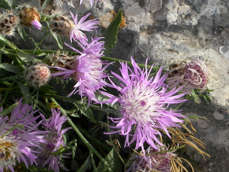 Centaurea cuspidata