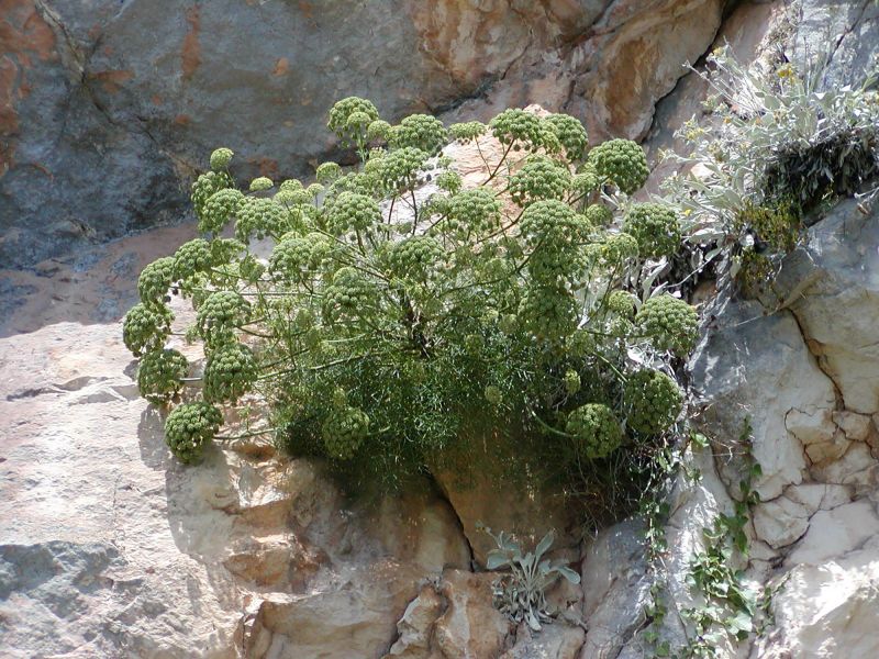 Portenschlagiella ramosissima