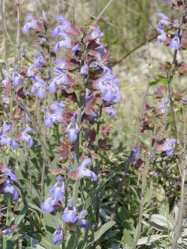 Salvia officinalis