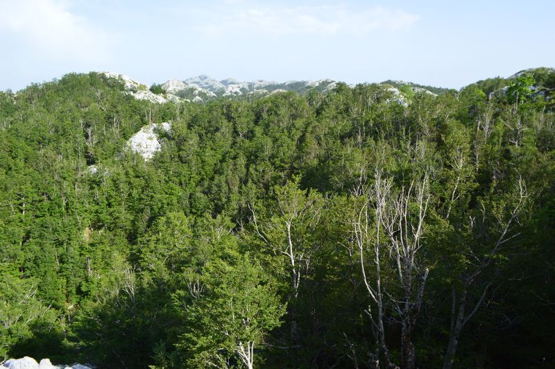 Bukove šume Biokova