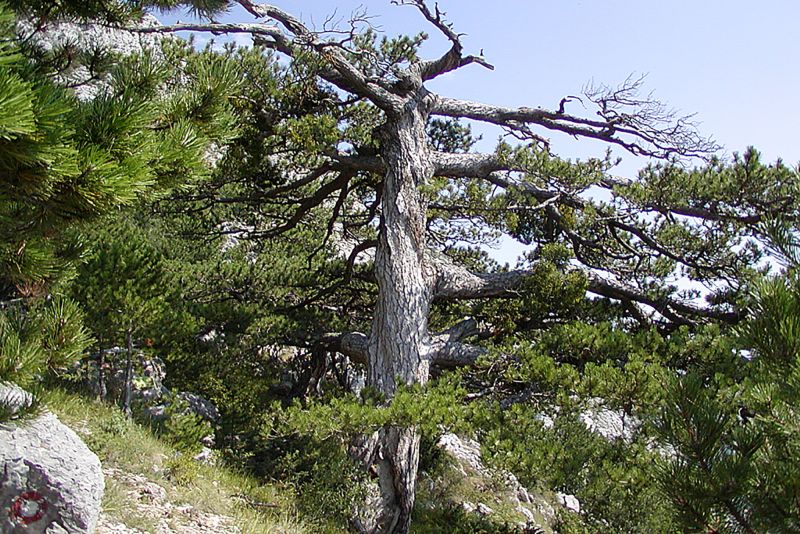 Miletin bor – prije požara (before wildfire)