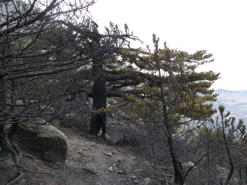 Miletin bor – nakon požara (after wildfire)