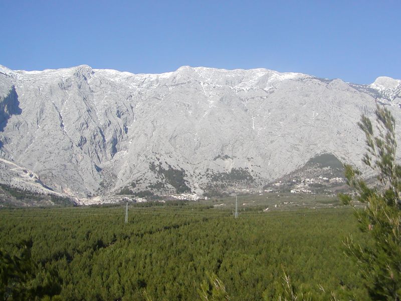 Baško polje – nekadašnja šuma alepskog bora