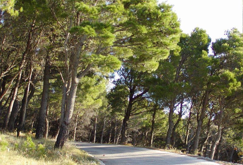 Staza – alepski bor