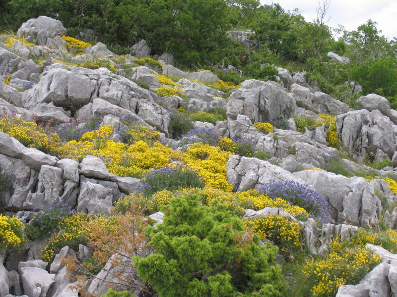 Genista sylvestris ssp. dalmatica