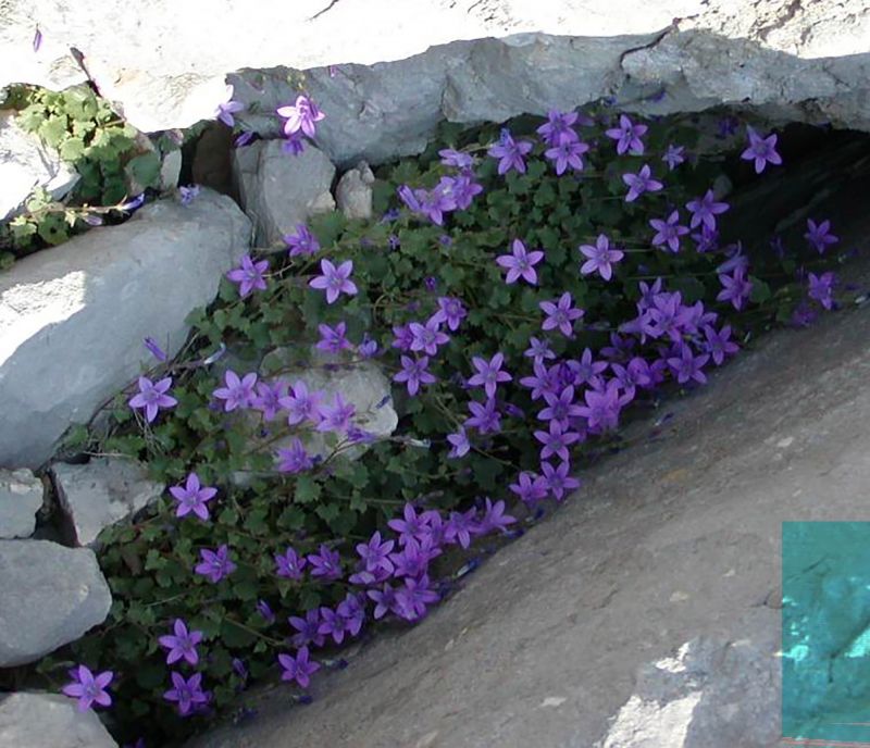 Campanula portenschlagiana