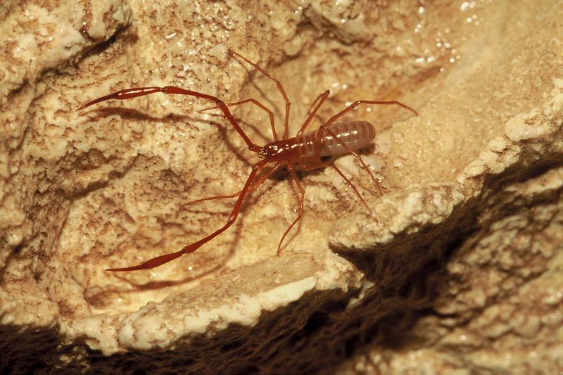 Protoneobisium biokovense