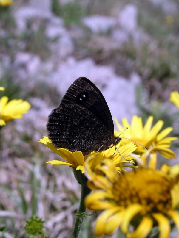Erebia melas