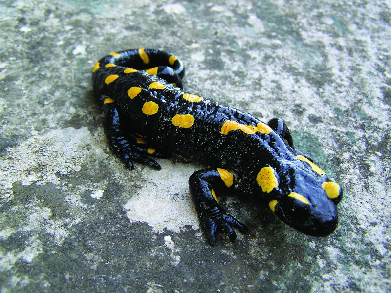 Salamandra salamandra